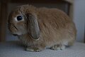 Category:Miniature Lop