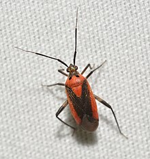 Miridae, Taedia scrupea (atau terkait), Pabrik Bug - ID terima kasih kepada Robert Velten FB BG group (47995014312).jpg