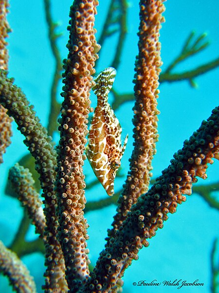 File:Monacanthus tuckeri 308724315.jpg