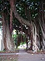 F. macrophylla with buttressed roots Shorncliffe, near Brisbane, Australia