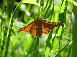 Morova subfasciata