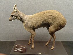 Moschus berezovskii - Museo di Zoologia di Storia Naturale di Kunming - DSC02453.JPG