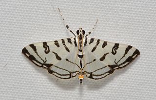 <i>Conchylodes platinalis</i> Species of moth