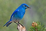 Тау көк шымшығы (ағылш. Mountain Bluebird)