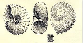 <i>Munditiella qualum</i> Species of gastropod