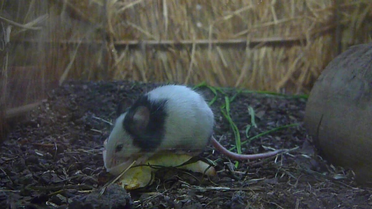 https://upload.wikimedia.org/wikipedia/commons/thumb/0/03/Mus_musculus_-_japanese_house_mouse.ogv/1200px--Mus_musculus_-_japanese_house_mouse.ogv.jpg