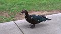 Black wild type Muscovy duck in Baton Rouge