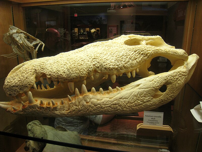 File:Museum of Science, Boston, MA - IMG 3224.JPG