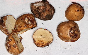 Honeycomb truffle