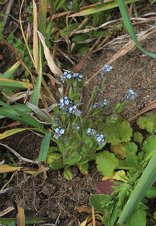 <i>Myosotis micrantha</i> Species of flowering plant