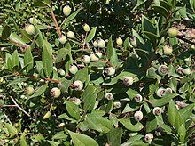 Unripe myrtle berries of blue (black) variety.