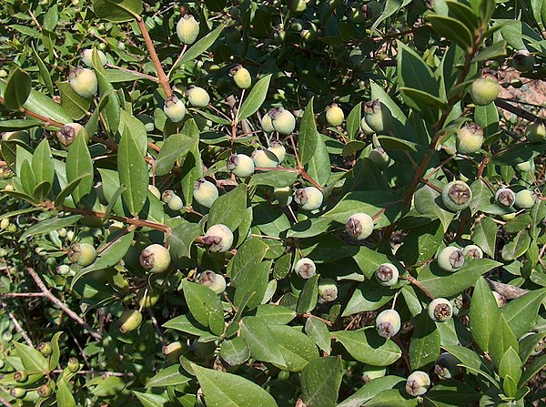 Unripe myrtle berries of blue ("black") variety.