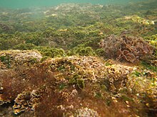 Разнообразные водоросли, растущие на морском дне на мелководье 