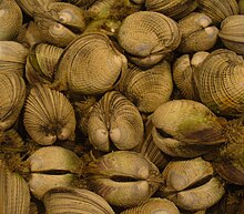 Live marine venerid cockles, Austrovenus stutchburyi from New Zealand NZ Cockles.JPG