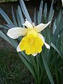 Narcissus pseudonarcissus subsp. nobilis close-up