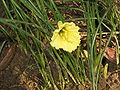 Narcissus romieuxii 'Julia Jane' close-up