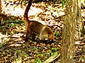 Nasenbär in Tikal