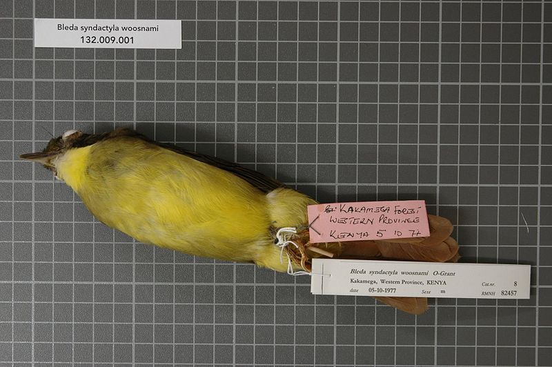 File:Naturalis Biodiversity Center - RMNH.AVES.82457 1 - Bleda syndactyla woosnami Ogilvie-Grant, 1907 - Pycnonotidae - bird skin specimen.jpeg