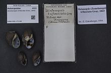 Центр биоразнообразия Naturalis - RMNH.MOL.171186 - Zemelanopsis trifasciata (Gray, 1843) - Melanopsidae - Mollusc shell.jpeg