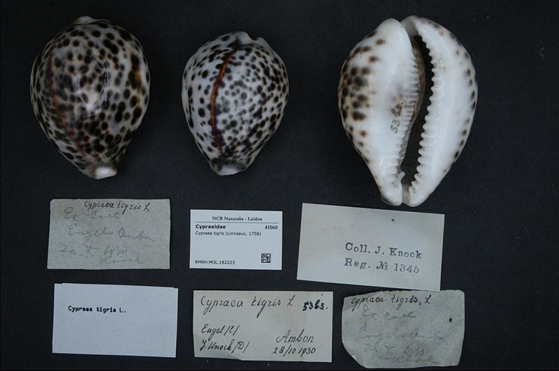 File:Naturalis Biodiversity Center - RMNH.MOL.182223 - Cypraea tigris (Linnaeus, 1758) - Cypraeidae - Mollusc shell.jpeg