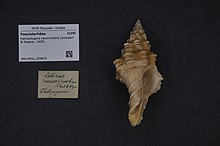 Naturalis Biodiversity Center - ZMA.MOLL.355672 - Hemipolygona recurvirostra (Schubert & Wagner, 1829) - Fasciolariidae - Moluska shell.jpeg
