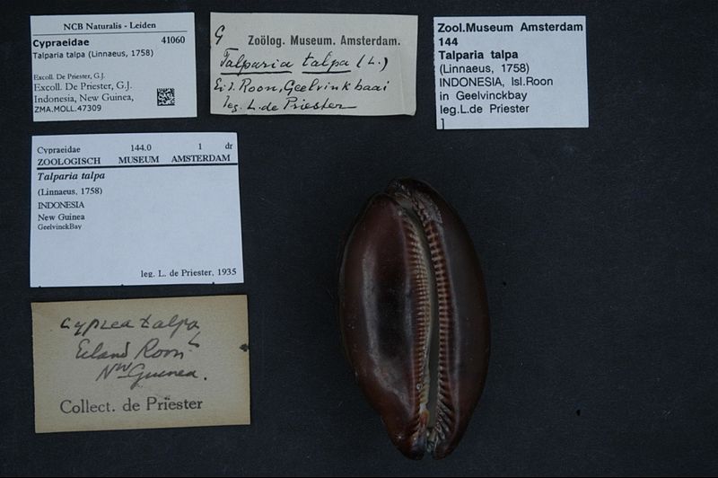 File:Naturalis Biodiversity Center - ZMA.MOLL.47309 - Talparia talpa (Linnaeus, 1758) - Cypraeidae - Mollusc shell.jpeg