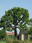 Eiche-Stieleiche (Quercus robur)