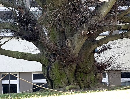 Naturdenkmal Blutbuche Naumannstraße Blasewitz Stamm