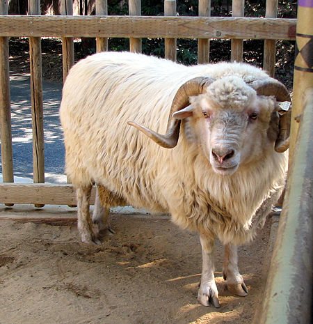 Cừu Churro