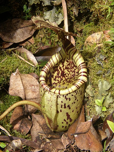 File:Nepenthes burbidgeae.jpg