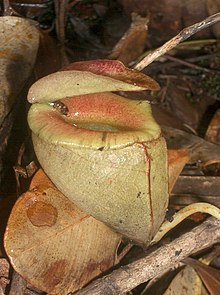 Nepenthes tenuis4.jpg