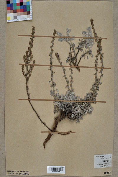 File:Neuchâtel Herbarium - Artemisia vallesiaca - NEU000010400.jpg