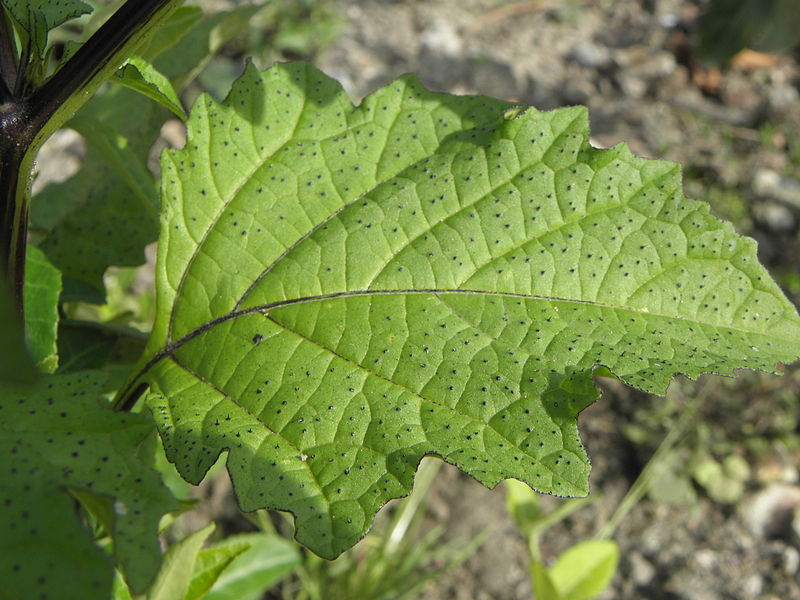 File:Nicandra physaloides RH (10).jpg