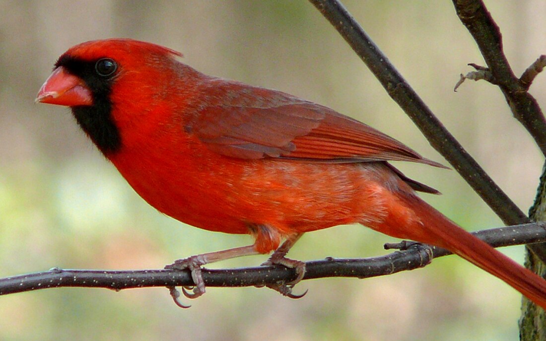 Cardenal vermell