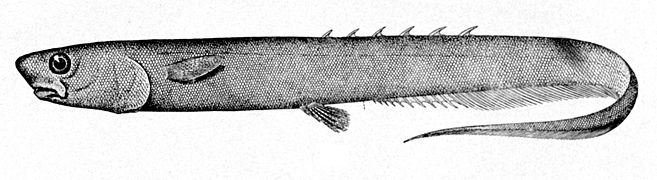 Notacanthus bonaparte (Notacanthidae)