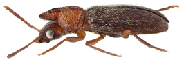 Notoxus amaculatus