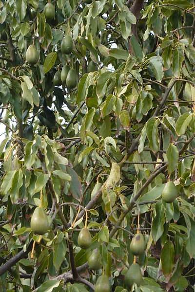 File:Nova - avocado tree (13411774845).jpg