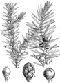 Juniperus communis Navadna brina plate 500 in: Martin Cilenšek: Naše škodljive rastline Celovec (1892)