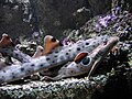 Brest Océanopolis 12 (Hemiscyllium ocellatum) (Requin chabot ocellé)
