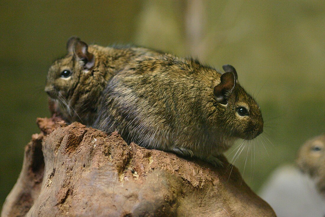 Degu dzimta