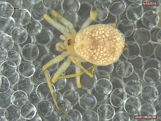 <i>Oecobius cellariorum</i> Species of spider