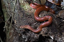 Oligodon hua hin, Hua Hin kukri ular - Kaeng Krachan National Park (32625377028).jpg