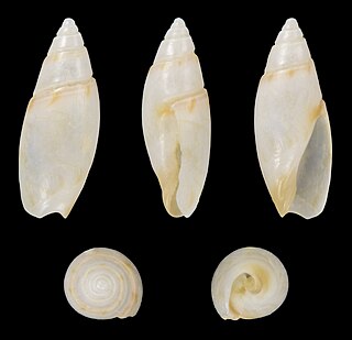 <i>Olivella fulgurata</i> Species of gastropod