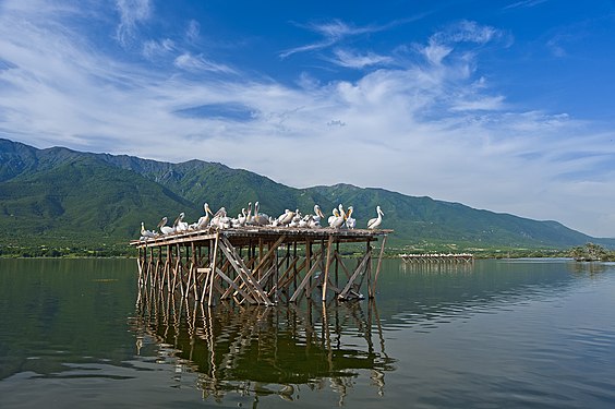 Pelikans at lake Karkini. Photograph: Konarvas