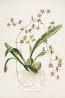 Oncidium hastatum (als Odontoglossum hastatum) - Bateman Orch.Mex.Guat.pl.20 (1842).jpg