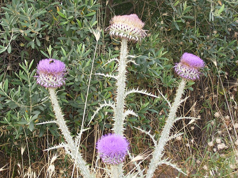 File:Onopordum illyricum subsp cardunculus Attiki.jpg