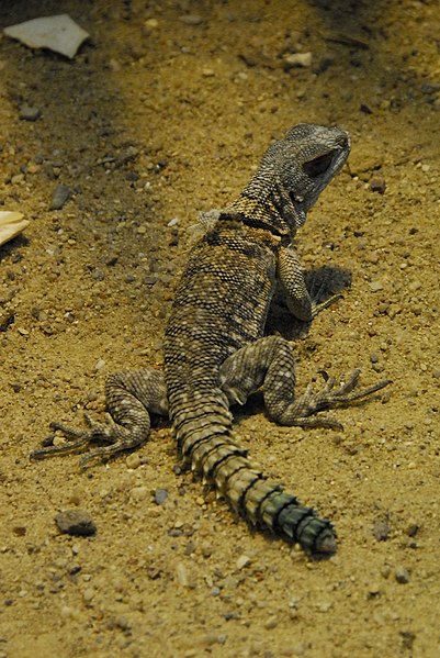 File:Oplurus cuvieri at Berlin acquarium (2532128616).jpg