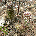 Opuntia basilaris