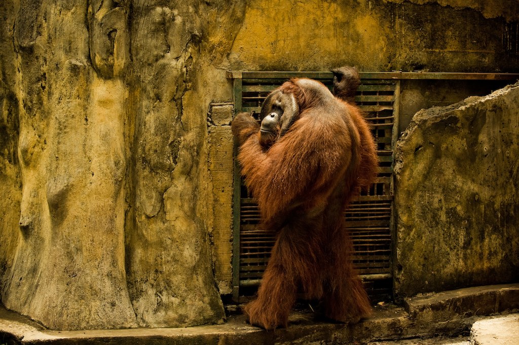 Orangutan Bali Zoo