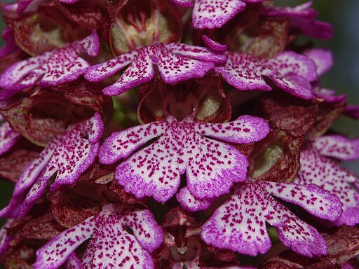 Orchidaceae - Orchis purpurea-6